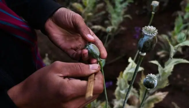 미얀마에선 잔혹한 내전으로 인해 아편이 수익성 높은 수입원으로 떠오르면서 양귀비 재배가 늘어났다