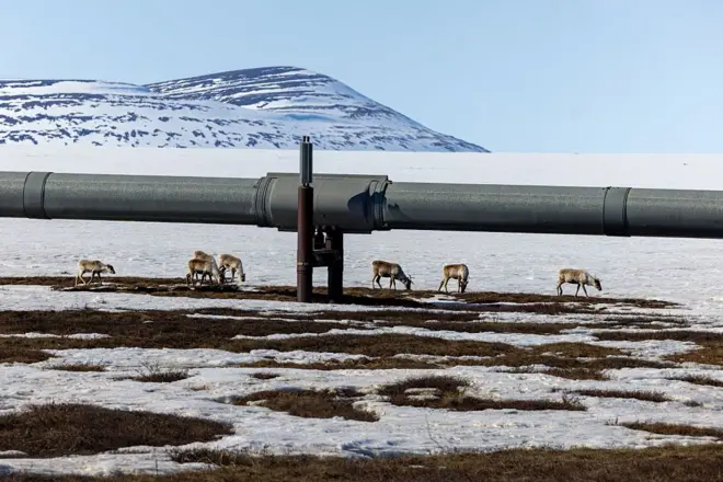 Veados em neve e perto de tubulação