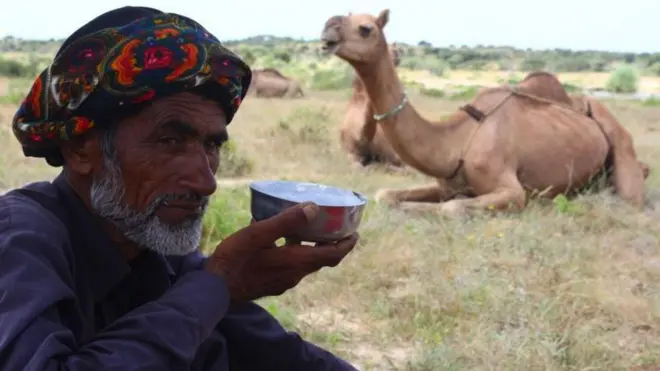 उंटाचे दूध 'पांढरे सोने' म्हणून ओळखले जाते.