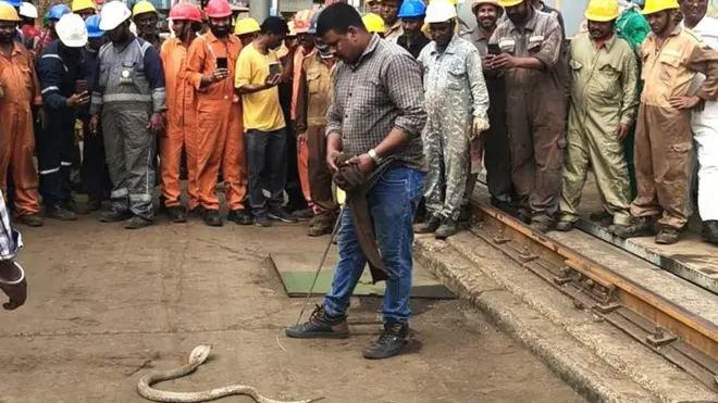 పాములు, సాగరకన్య షిప్, విశాఖపట్నం