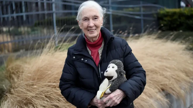 دکتر جین گودال با «آقای اچ»، میمون عروسکی و همراه وفادارش در طول چند دهه سفر 