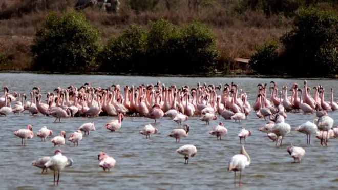 ఫ్లెమింగో