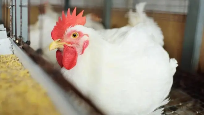  ब्रॉयलर चिकन