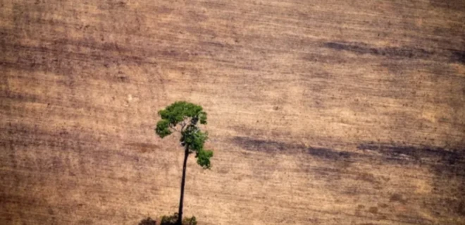 Imagem de árvore sozinha em meio a área desmatada