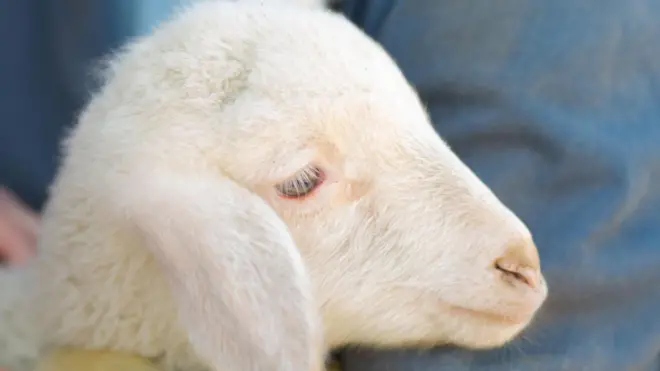 Close up of a lamb