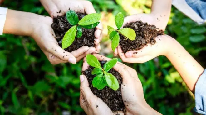 أيادٍ تحمل شتلات زراعية