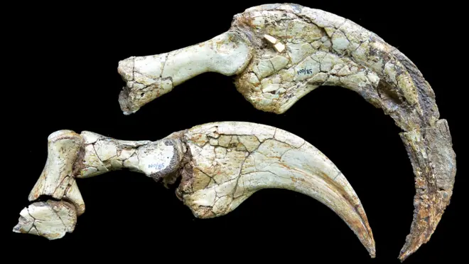 Two whitish-green fossils with multiple cracks, of hooked dinosaur claws against a black background