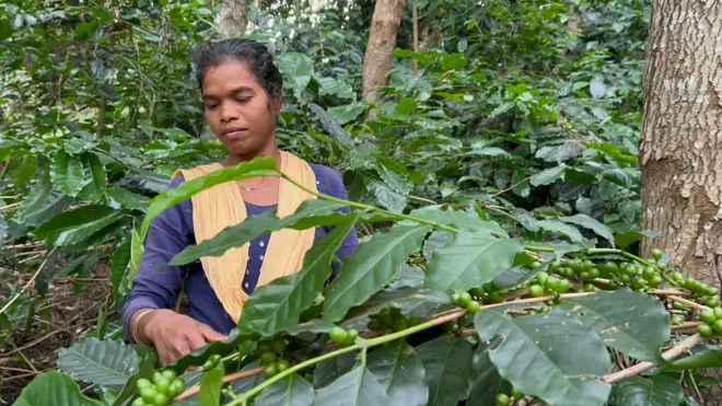 చిలకమ్మ, కాఫీ తోట