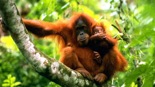 Orang utan with baby