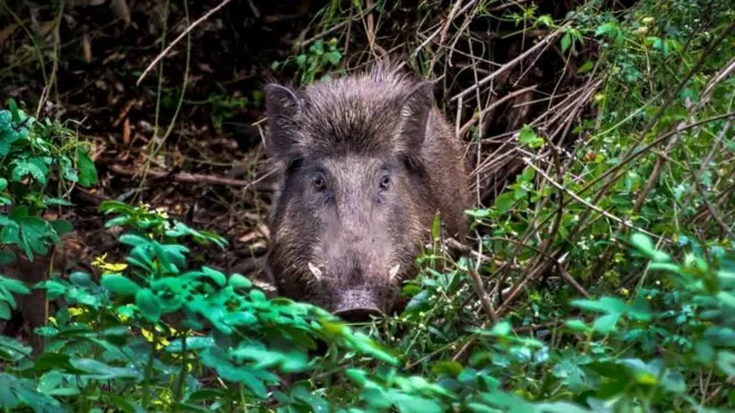అడవి పందులు
