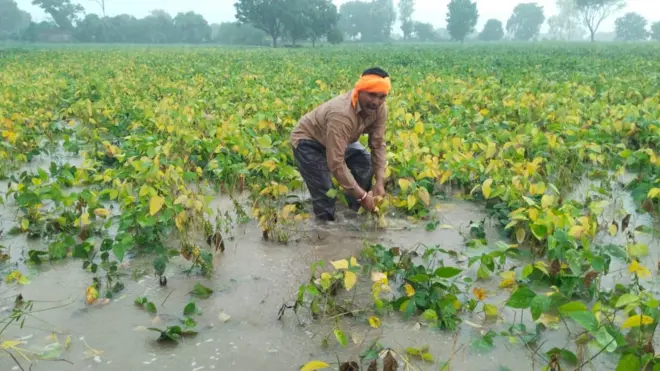 उभी पिके पाण्यात 