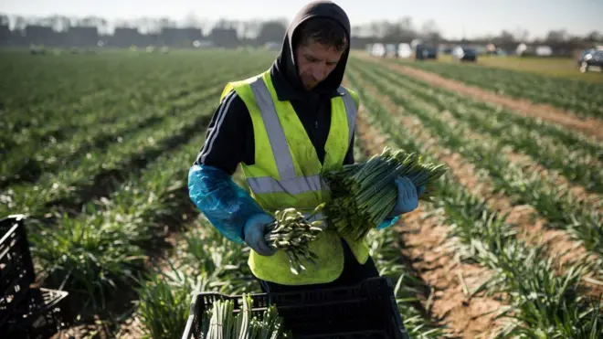 عامل مهاجر من رومانيا يعمل في قطف زهور النرجس في مزرعة &quot;تايلورز بولبس&quot; بالقرب من هولبيتش في شرق إنجلترا. 