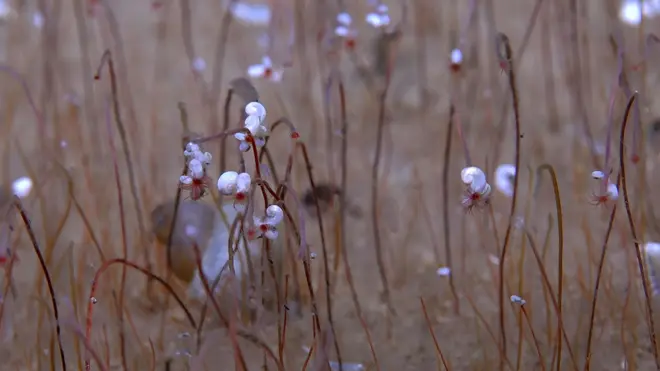 На изображении крупным планом видны длинные, тонкие, красновато-коричневые трубчатые черви, выходящие из морского дна.