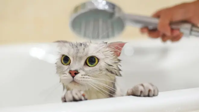 Ilustrasi hewan peliharaan