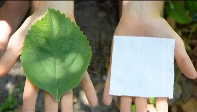 ٹوائلٹ پیپر، بولڈو، پتّے