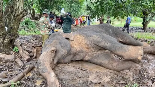 අසාධ්‍ය තත්ත්වයෙන් වැටි සිටින අලියා 