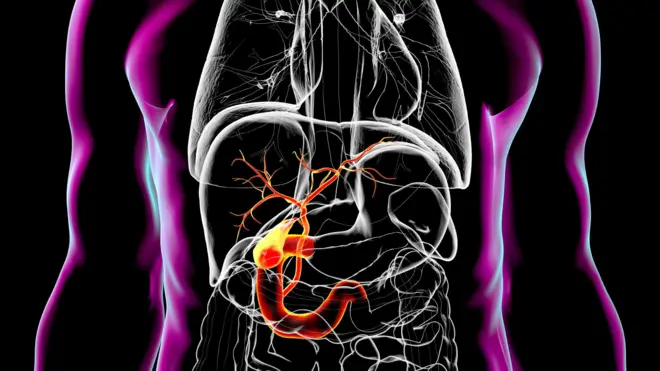 عرض ثلاثي الأبعاد لجسم الإنسان يركز على منطقة البطن. تظهر الأعضاء الداخلية باللون الأبيض الشفاف مع التركيز على الاثني عشر، الذي يظهر باللون البرتقالي والأصفر.