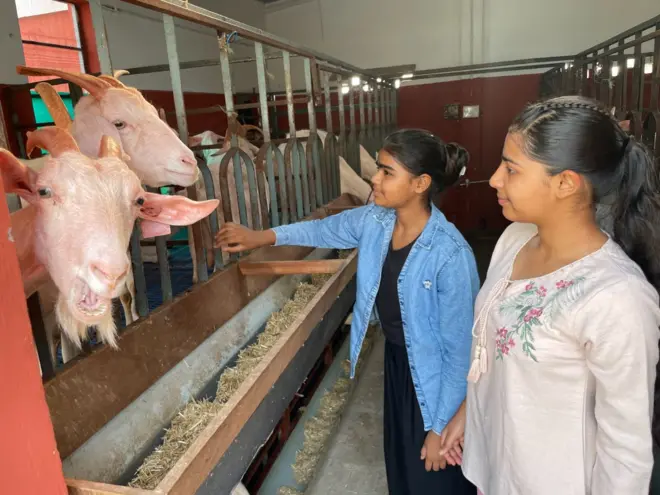 ਬੱਕਰੀਆਂ 