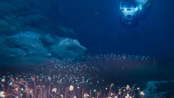 این موجودات در عمق بیش از ۹ کیلومتری اقیانوس زندگی می‌کردند.