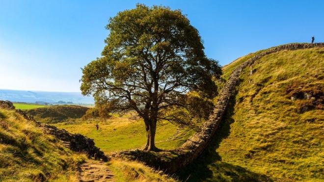 Árbol de Robin Hood