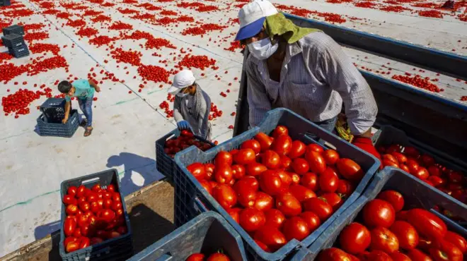 domates üreticileri 