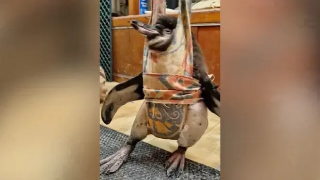 beba pingvin prohodala uz pomoc bebece ljuljaske