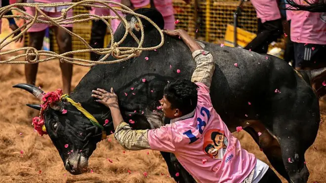 ஜல்லிக்கட்டு