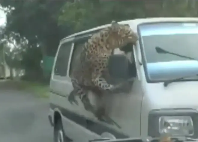 చిరుతపులి దాడి