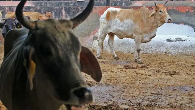 ఎద్దులు