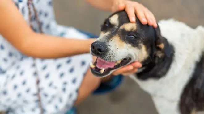  වීදිවල වෙසෙන සුනඛයින්