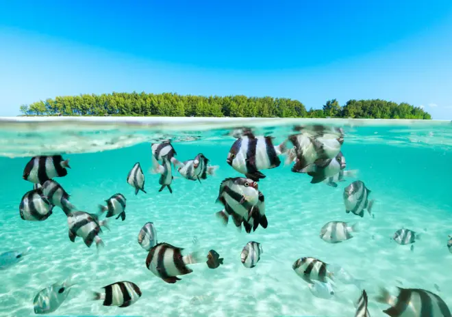 ටැන්සානියාවේ සැන්සිබාර් හි මෙනෙම්බා දූපත 