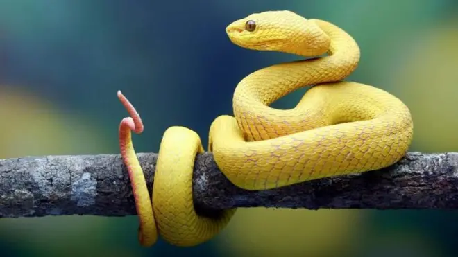 সাপ