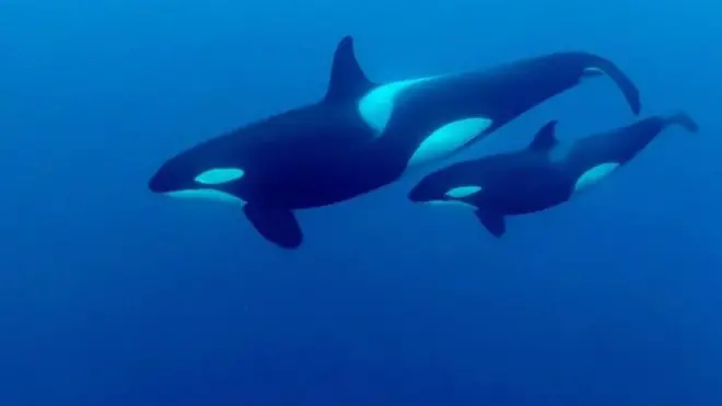 نهنگ‌های قاتل