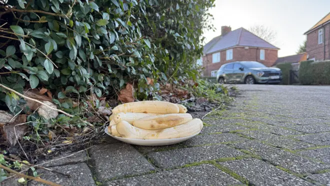 Aworan ẹbọ ọgẹdẹ 