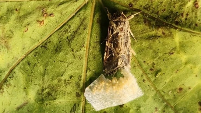 Міль та кладка яєць на зеленому листі рослини