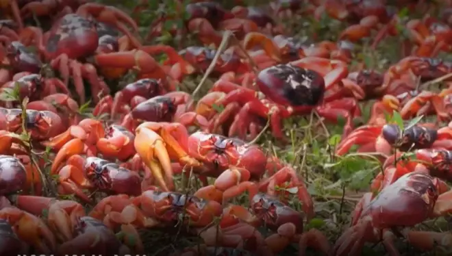 ఎర్ర పీతలు 