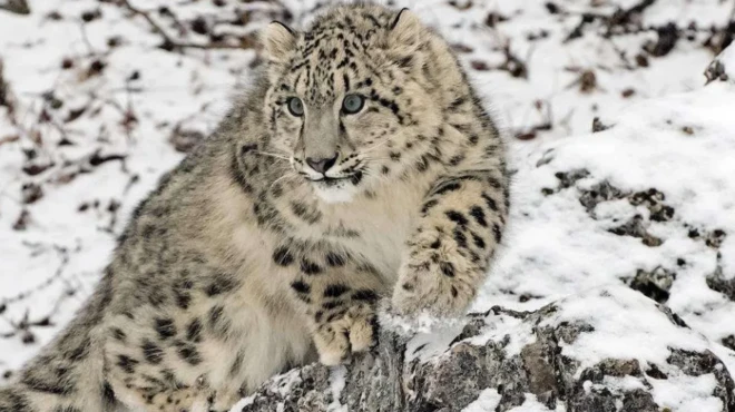  స్నో లెపర్డ్స్, హిమాలయాలు, ఇండియా