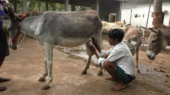 గాడిద పాలు