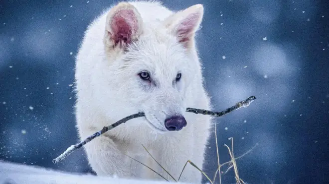 Un loup blanc marche dans la neige avec un bâton dans la bouche.
