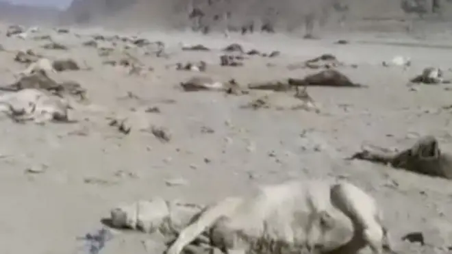 గాడిదలు