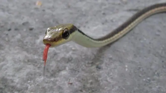 ગુજરાત, સુરત અને સાપ