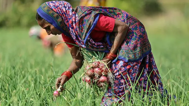 कांदा उत्पादक शेतकरी 