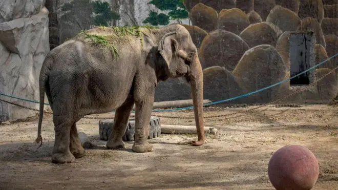 మనీలా జూ