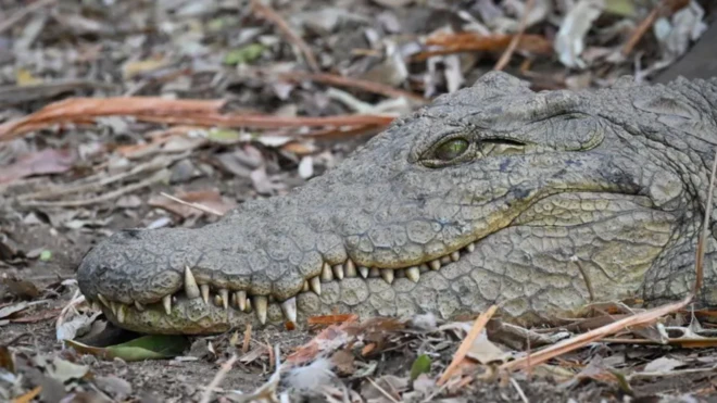 Ọọni nla sun silẹ pẹli eyin rẹ nita