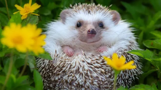 Hérisson parmi les prés et les fleurs