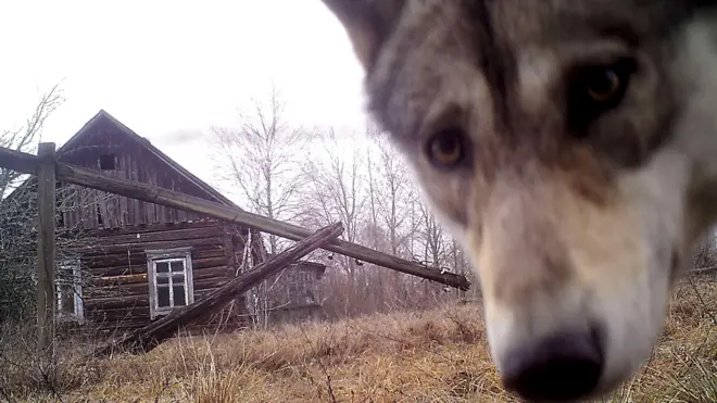 Primer plano de un lobo mirando a la cámara, con una casa de madera que parece abandonada al fondo.