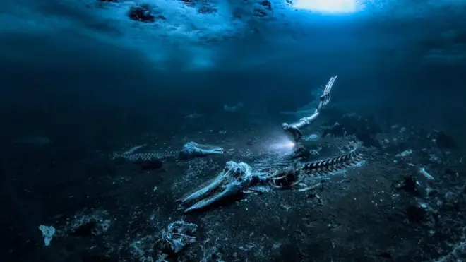 అలెక్స్ డాసన్ తీసిన ఫొటో