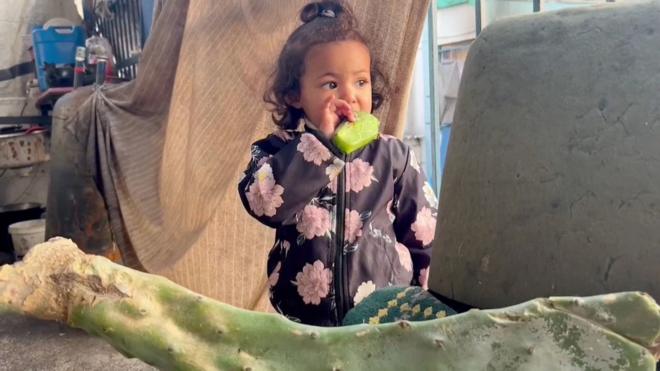طفلة من غزة تأكل الصبار