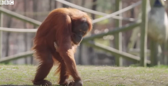 ఒరాంగుటాన్