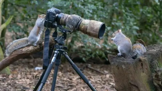 Bineensa suuraa wal kaasaa jiran